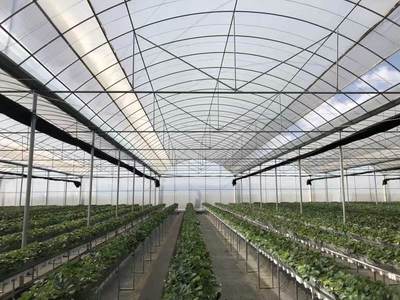 内蒙温室大棚 科技赋能，破解严寒壁垒，谱写现代农业新篇章