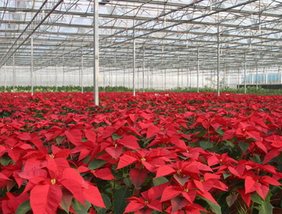 银川花卉温室大棚建设 打造西北地区花卉产业新高地